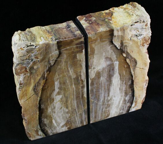 Tall Sequoia Petrified Wood Bookends - Oregon #28352